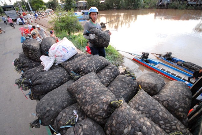 Chợ[-]sỉ[-]cá,[-]cua[-]đồng[-]ở[-]vùng[-]rốn[-]lũ[-]Đồng[-]Tháp[-]Mười